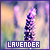lavender fanlisting